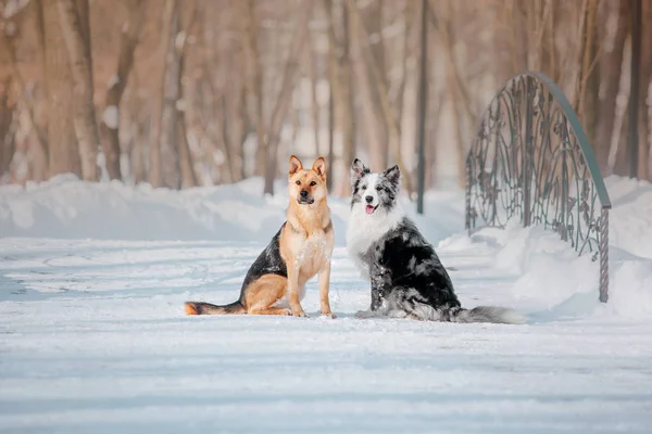 Perro Invierno Nevadas Paseo Invierno — Foto de Stock