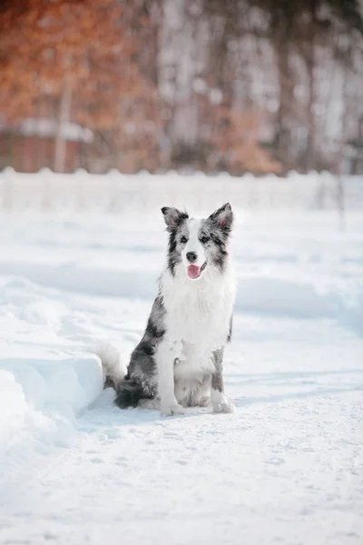 Dog Winter Snowfall Winter Walk — Stock Photo, Image