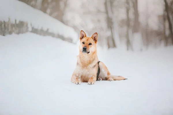 Hund Winter Schneefall Winterwanderung — Stockfoto