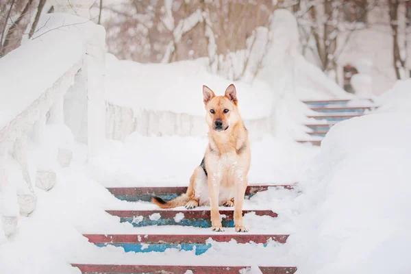 Dog Winter Snowfall Winter Walk — Stock Photo, Image