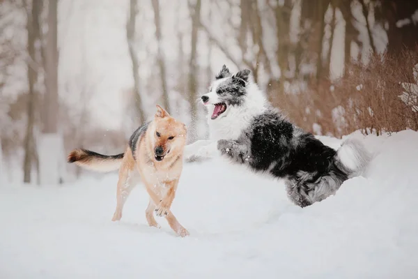 Зимой Собака Снегопад Зимняя Прогулка — стоковое фото