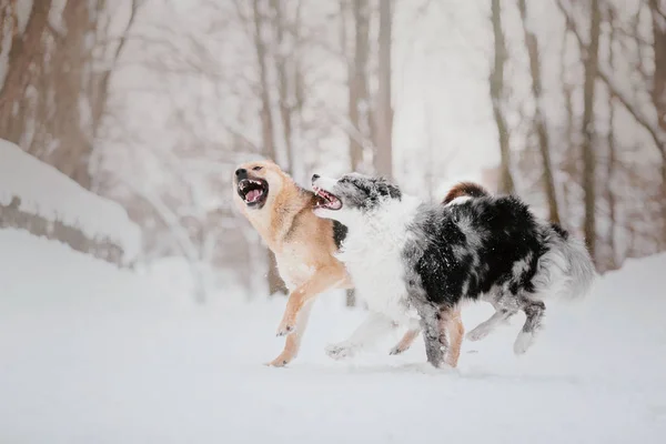 Pes Zimě Sněžení Zimní Procházka — Stock fotografie