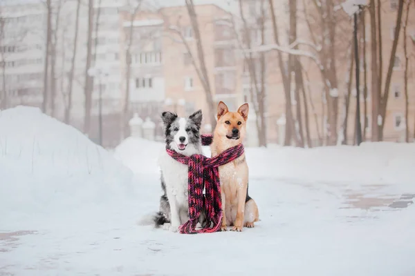 Chien Hiver Chute Neige Promenade Hivernale — Photo