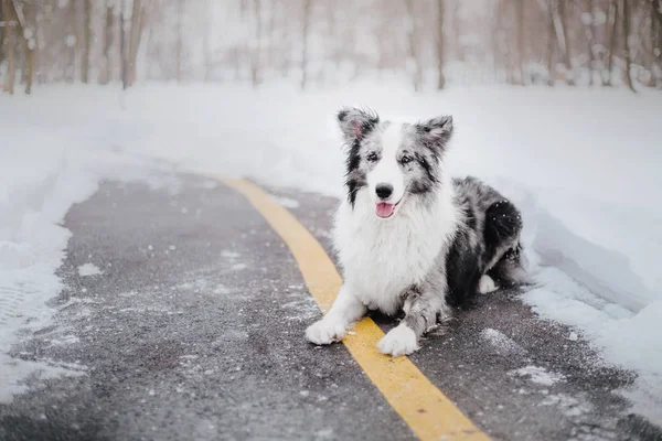 Chien Hiver Chute Neige Promenade Hivernale — Photo