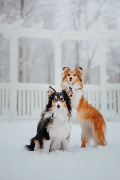 Kışın Shetland Koyun Gün Kar Yağıyor Etkin Köpek — Stok fotoğraf