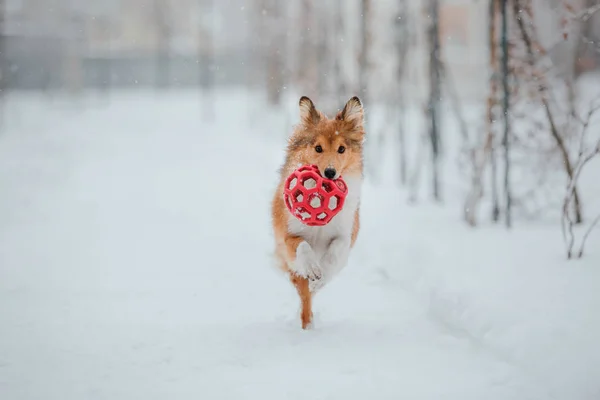 Shetland Sheepdog Vintern Snöar Dagar Aktiv Hund — Stockfoto