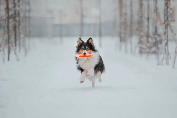 Chien Berger Des Shetland Hiver Jours Neige Chien Actif — Photo