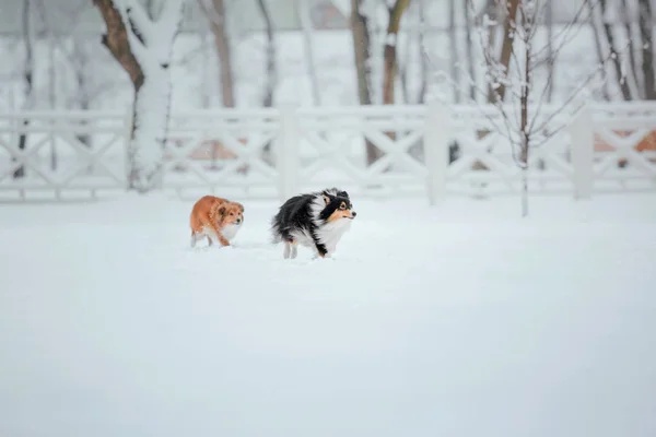 Shetland Sheepdog Inverno Giorni Neve Cane Attivo — Foto Stock