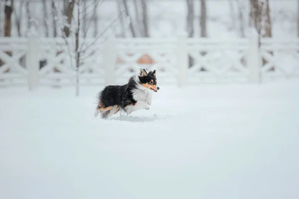 Sheltie Zimě Dní Sněží Aktivní Pes — Stock fotografie
