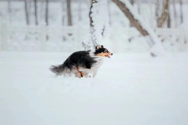 Shetland Sheepdog Inverno Dias Neve Cão Ativo — Fotografia de Stock