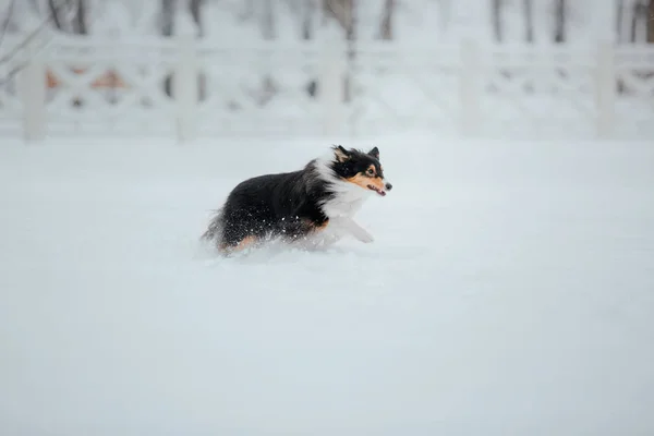 Owczarek Szetlandzki Zimie Śnieg Dni Active Dog — Zdjęcie stockowe