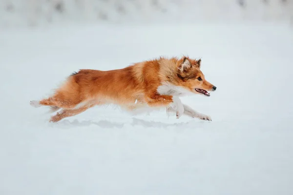 Shetland Sheepdog Musim Dingin Snowing Hari Anjing Aktif — Stok Foto