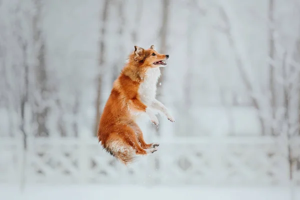 Шетландськіє Вівчарки Зимовий Період Сніг Днів Активні Собака — стокове фото