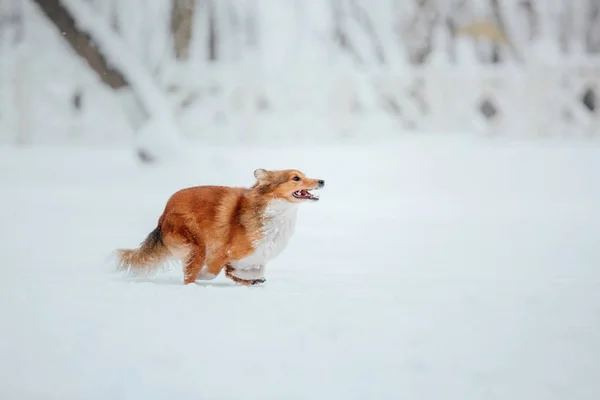 Shetland Sheepdog Vintern Snöar Dagar Aktiv Hund — Stockfoto