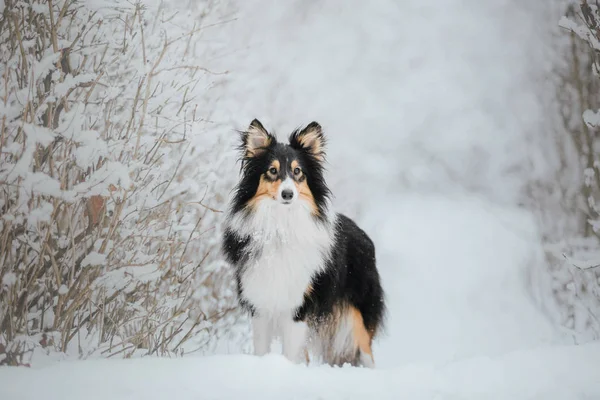 Kışın Shetland Koyun Gün Kar Yağıyor Etkin Köpek — Stok fotoğraf