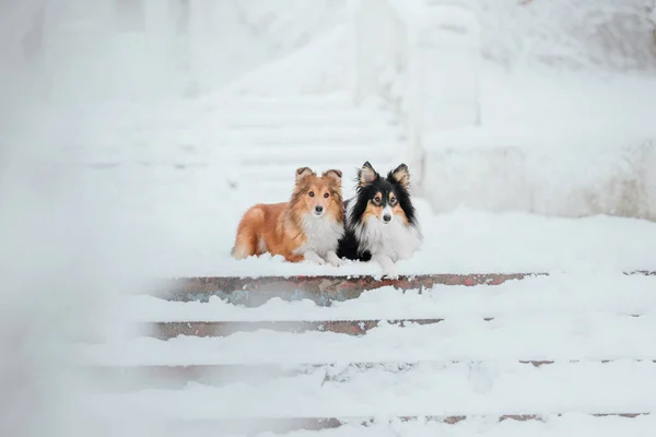 Kışın Shetland Koyun Gün Kar Yağıyor Etkin Köpek — Stok fotoğraf