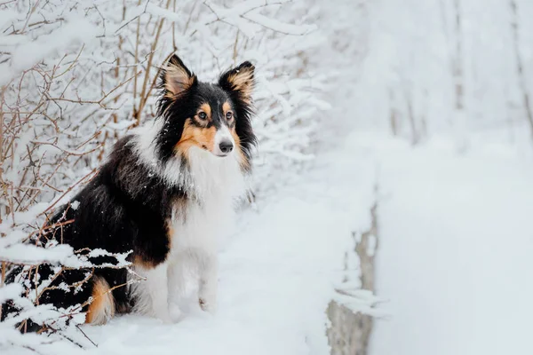 Shetland Sheepdog Winter Sneeuwt Dagen Actieve Hond — Stockfoto