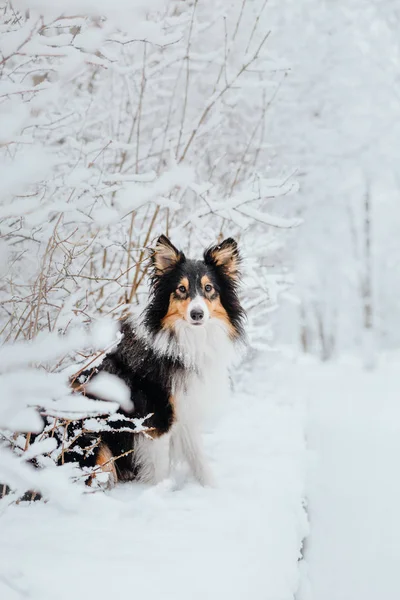 Chien Berger Des Shetland Hiver Jours Neige Chien Actif — Photo