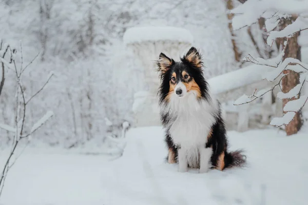 Chien Berger Des Shetland Hiver Jours Neige Chien Actif — Photo