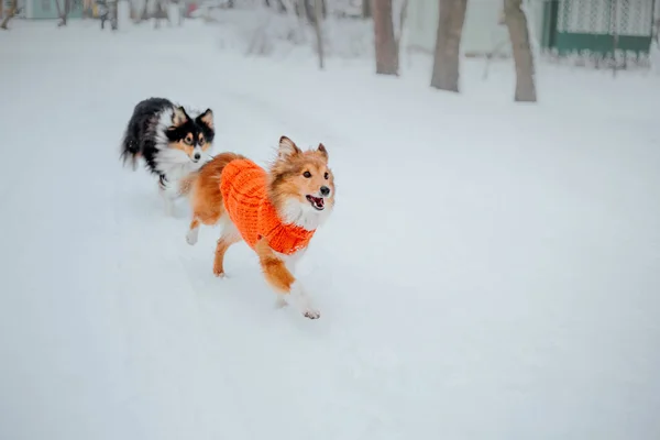 Шетландськіє Вівчарки Зимовий Період Сніг Днів Активні Собака — стокове фото