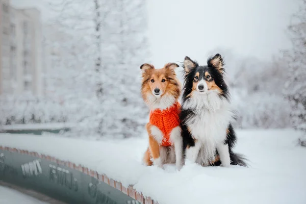 Shetland Sheepdog Invierno Días Nieve Perro Activo — Foto de Stock