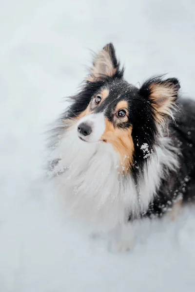 Shetland Sheepdog Inverno Giorni Neve Cane Attivo — Foto Stock