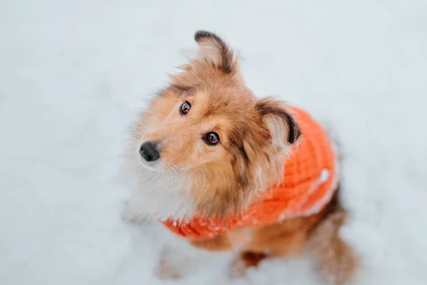 Shetland Sheepdog Winter Snowing Days Active Dog — Stock Photo, Image