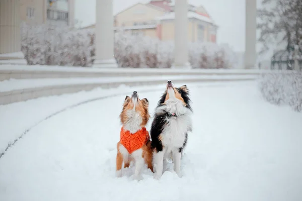 Τσοπανόσκυλο Shetland Χειμώνα Χιονίζει Ημέρες Ενεργός Σκύλοs — Φωτογραφία Αρχείου