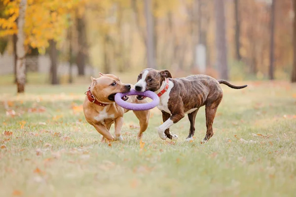 American Staffordshire Terrier Psy Jesienią Chodzić — Zdjęcie stockowe