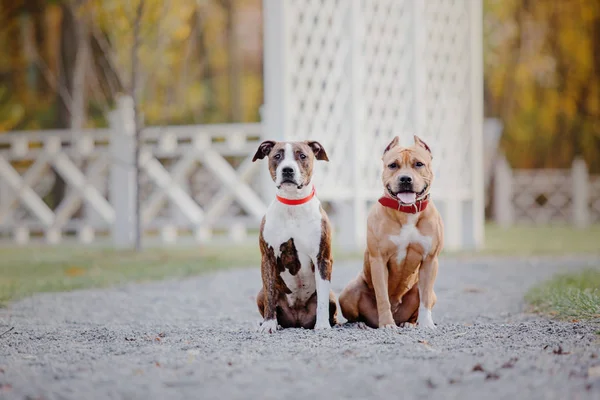 Amerikanische Staffordshire Terrier Hunde Beim Herbstspaziergang — Stockfoto