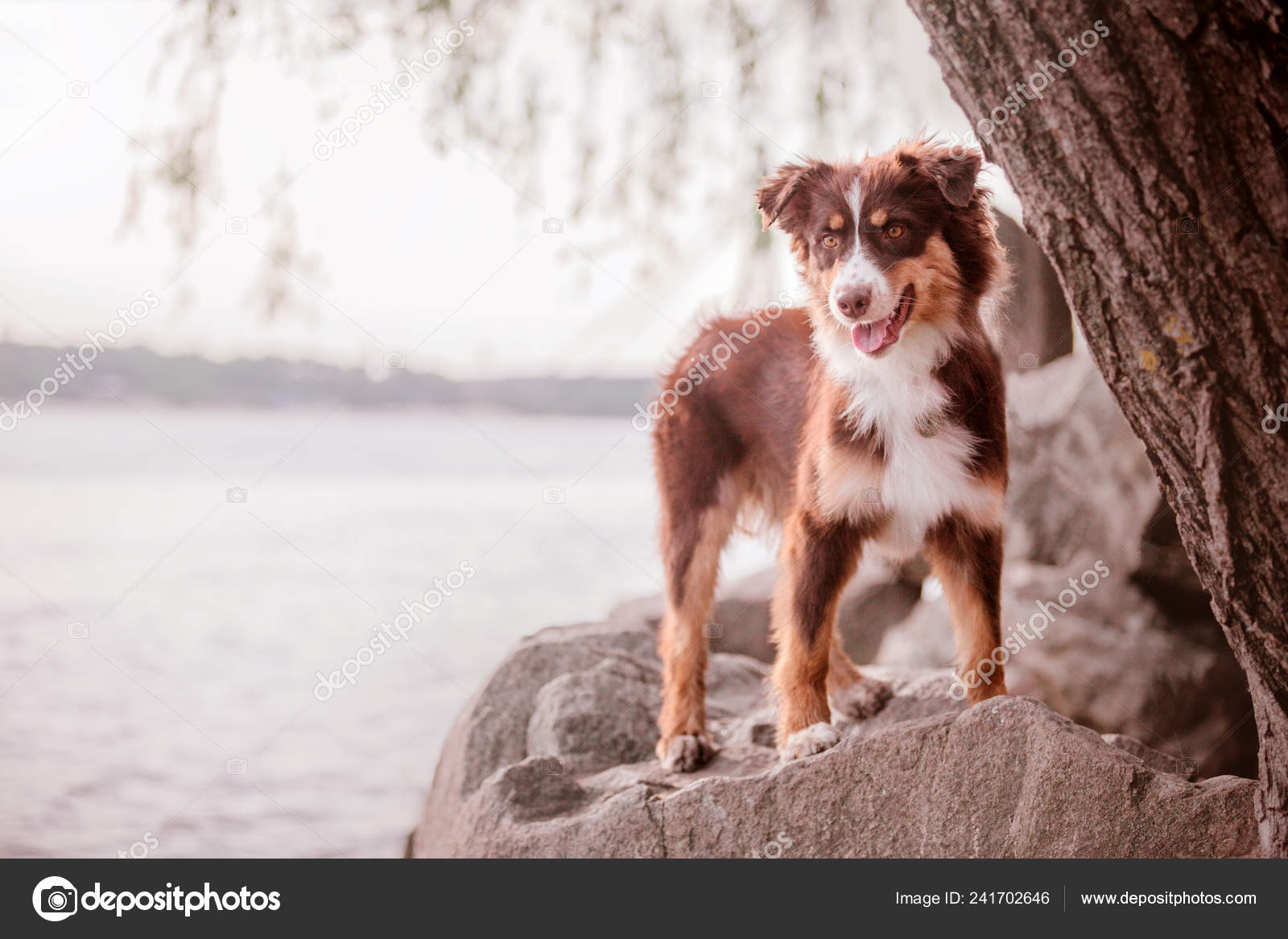 オーストラリアン シェパード 公園内の犬 オーストラリアの犬 ストック写真 C Oov オーストラリアン シェパード 公園内の犬 オーストラリアの犬 ストック写真 C Oov