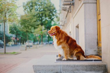 Nova scotia duck tolling retriever köpek
