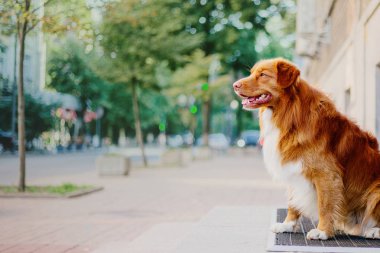 Nova scotia duck tolling retriever köpek