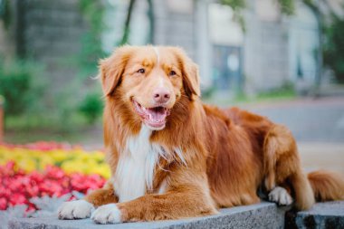 Nova scotia duck tolling retriever köpek