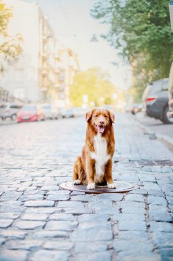 Nova scotia duck tolling retriever köpek