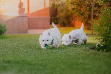 Batı İskoçya beyaz teriyer köpeği