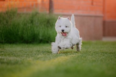 Batı İskoçya beyaz teriyer köpeği