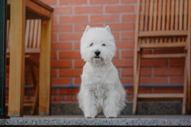 Batı İskoçya beyaz teriyer köpeği
