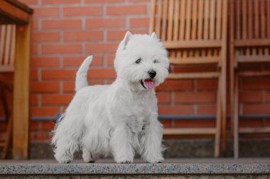 West Highland White Terrier dog clipart