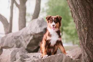 Avustralya çoban köpeği. Parkta bir köpek. Aussie köpek