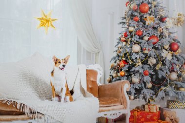 Noel arka plan üzerinde köpekler. Yeni yıl hediyeleri. Noel ağacı. Kış tatili