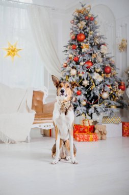 Noel arka plan üzerinde köpekler. Yeni yıl hediyeleri. Noel ağacı. Kış tatili