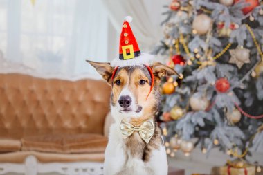Noel arka plan üzerinde köpekler. Yeni yıl hediyeleri. Noel ağacı. Kış tatili