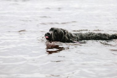 Yüzme siyah Labrador köpek 