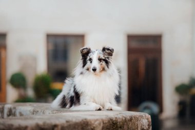 Şehirde küçük köpek. Senin evde beslenen hayvan ile seyahat. Shetland koyun. Köpek mimari arka plan üzerinde. Eski şehir