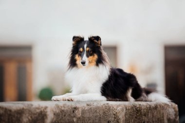 Little dog in the city. Travel with your pet. Shetland sheepdog. Dog on the background of architecture. Old city clipart