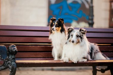Şehirde küçük köpek. Senin evde beslenen hayvan ile seyahat. Shetland koyun. Köpek mimari arka plan üzerinde. Eski şehir