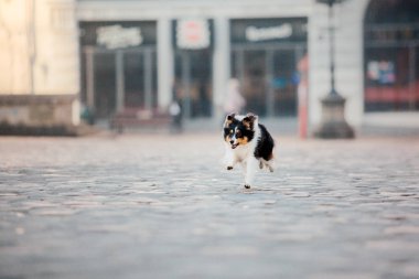 Şehirde küçük köpek. Senin evde beslenen hayvan ile seyahat. Shetland koyun. Köpek mimari arka plan üzerinde. Eski şehir