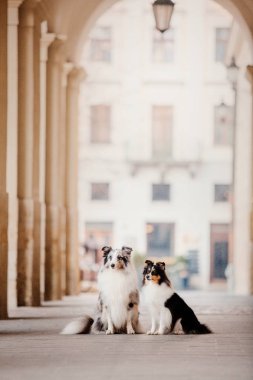 Şehirde küçük köpek. Senin evde beslenen hayvan ile seyahat. Shetland koyun. Köpek mimari arka plan üzerinde. Eski şehir