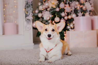 Galce Corgi köpek doğurmak Noel Oda dekorasyonu